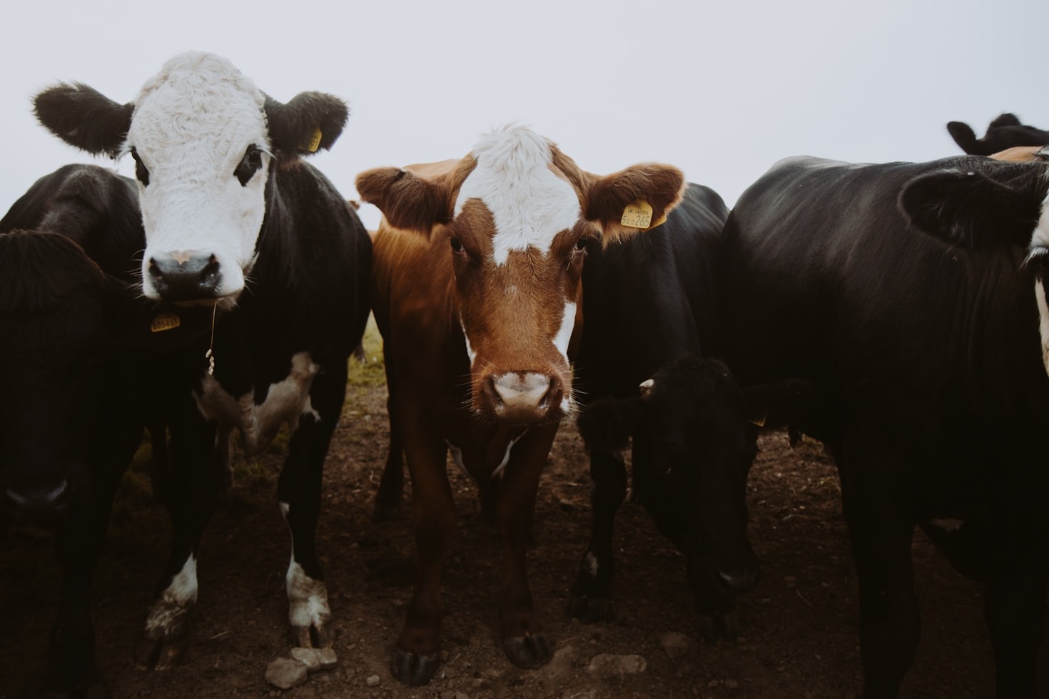 How to Choose the Right Livestock for Your Farm