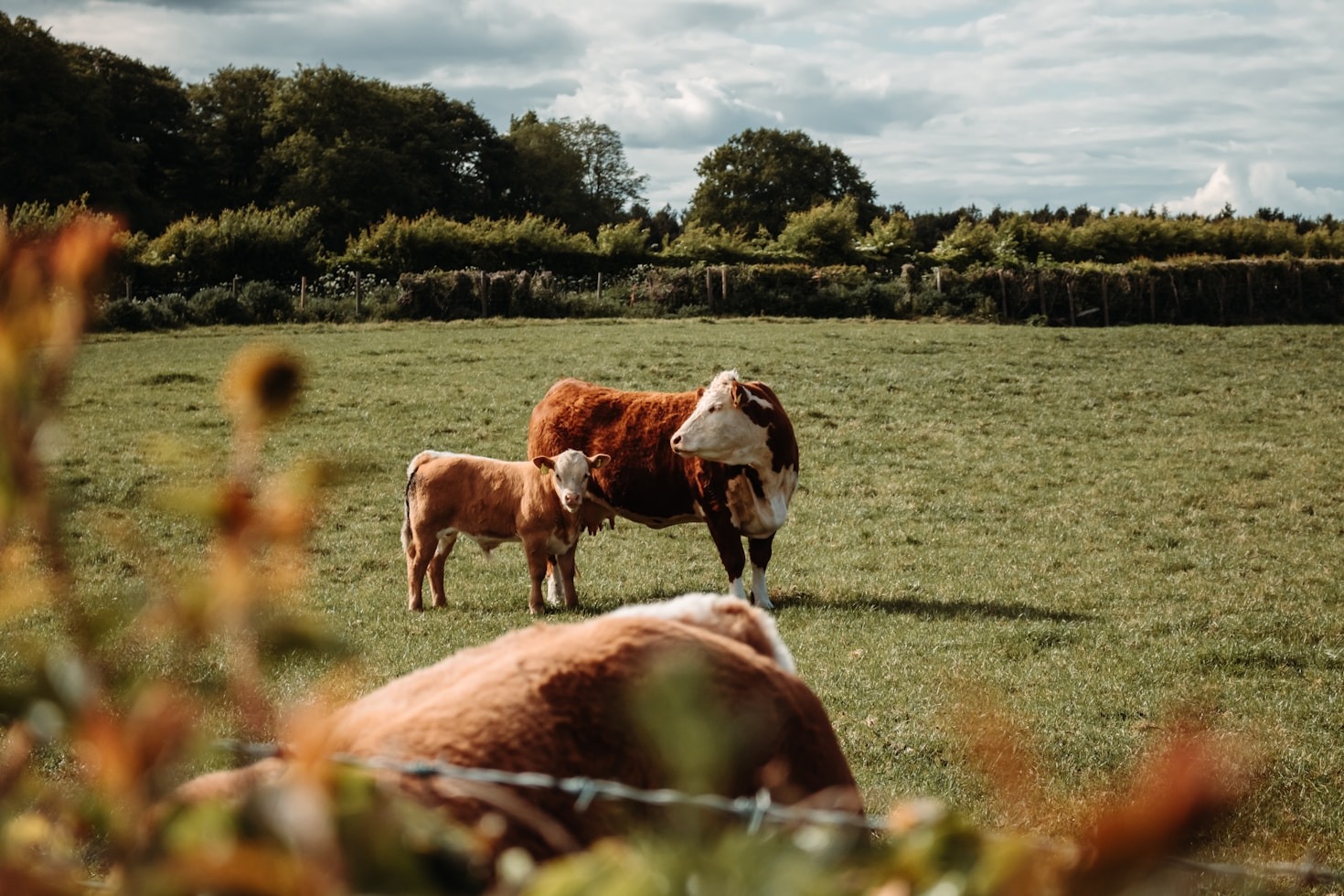 Top Benefits of Quality Animal Feed for Growth