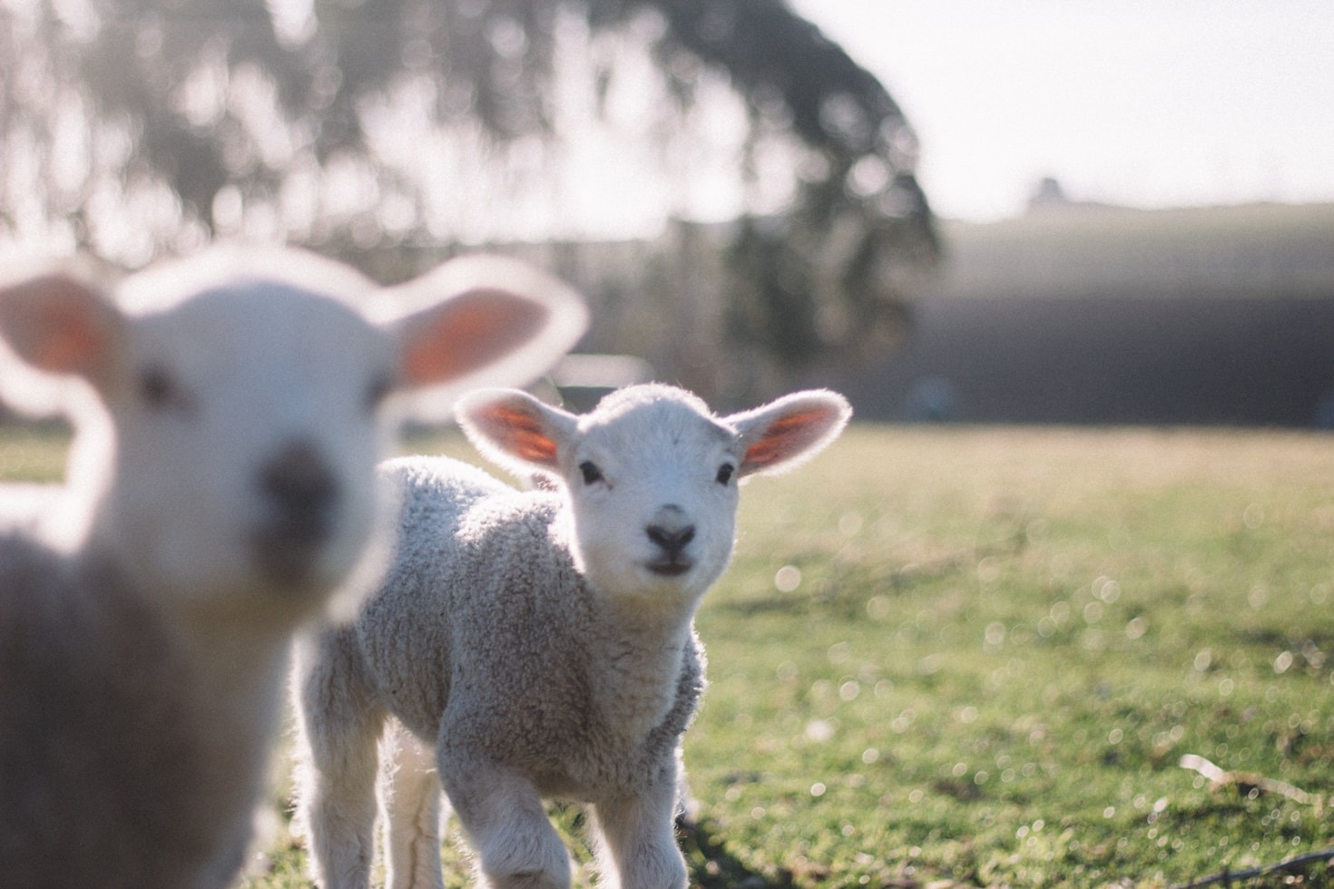 Exporting Livestock: Tips and Best Practices
