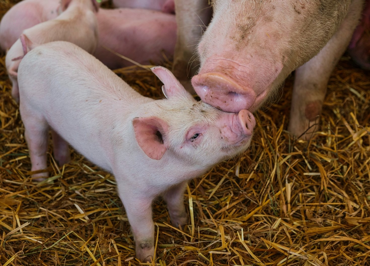 The Role of Advanced Equipment in Modern Farming