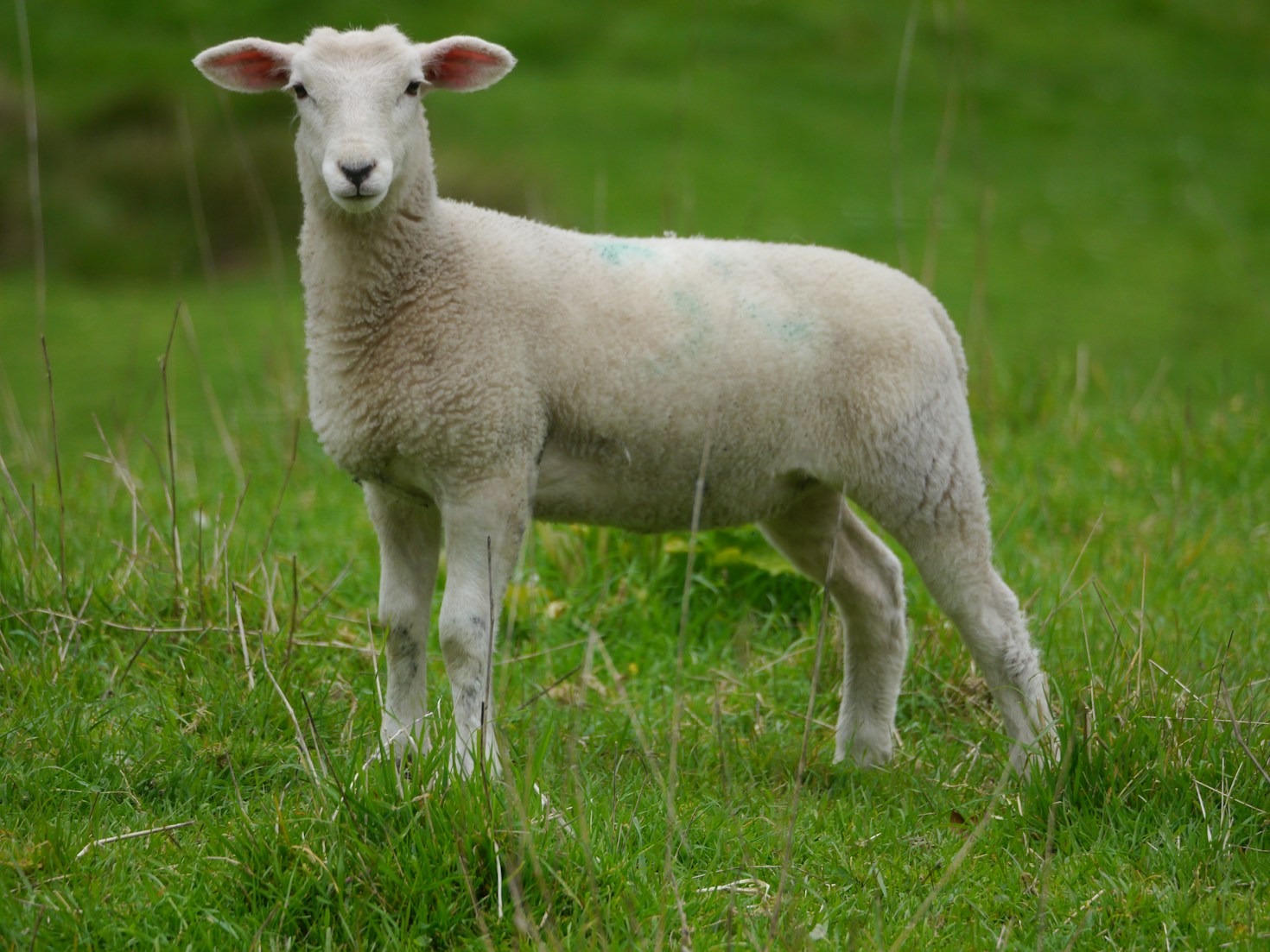 The Future of Livestock Management: Trends to Watch